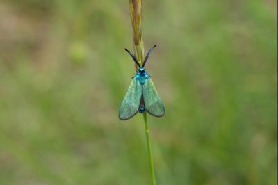 <i>Jordanita globulariae</i>
