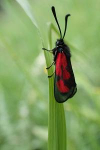 <i>Zygaena loti</i>