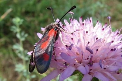 <i>Zygaena sarpedon</i>