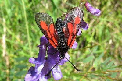 <i>Zygaena romeo</i>
