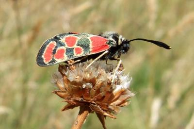 <i>Zygaena carniolica</i>
