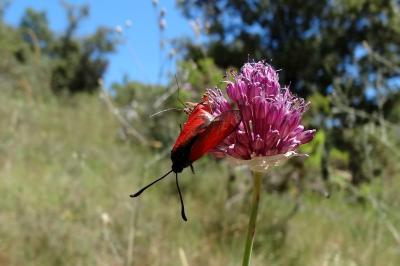 <i>Zygaena erythrus actae</i>