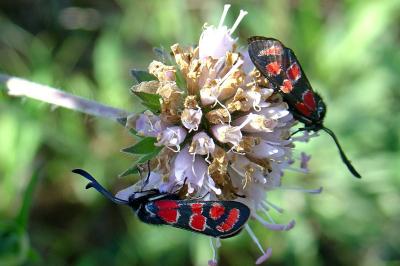 <i>Zygaena carniolica</i>