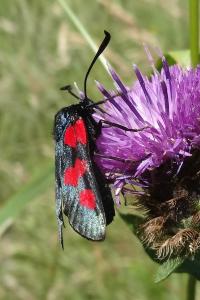 <i>Zygaena trifolii</i>
