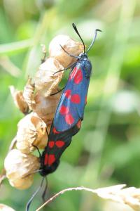 <i>Zygaena filipendulae</i>