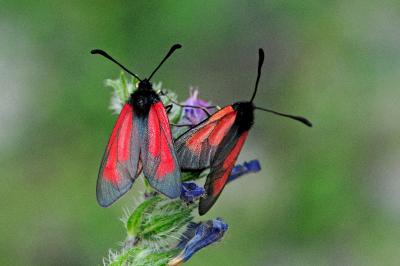 <i>Zygaena minos/purpuralis</i>