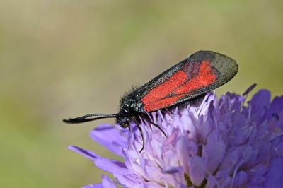 <i>Zygaena minos/purpuralis</i>