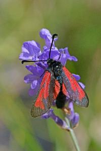 <i>Zygaena minos/purpuralis</i>