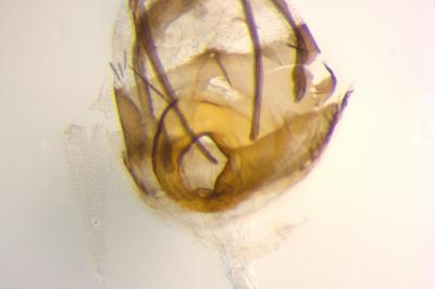 <i>Jordanita globulariae</i>