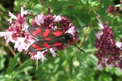<i>Zygaena filipendulae</i>
