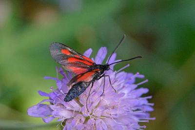 <i>Zygaena romeo</i>