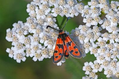 Zygaena fausta