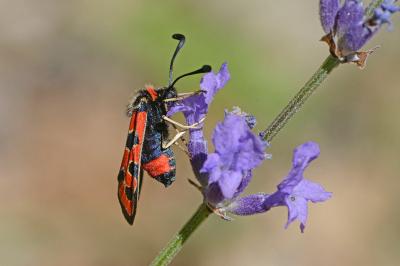 <i>Zygaena fausta</i>