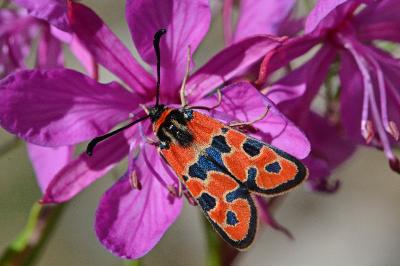 <i>Zygaena fausta</i>