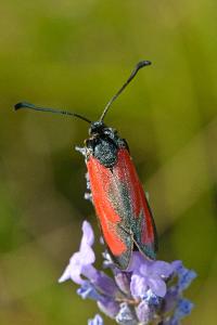 <i>Zygaena erythrus actae</i>
