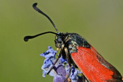 <i>Zygaena erythrus actae</i>