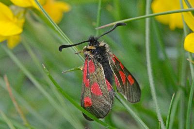 <i>Zygaena exulans</i>