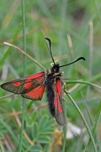 <i>Zygaena exulans</i>