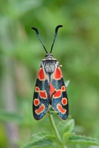 <i>Zygaena carniolica</i>