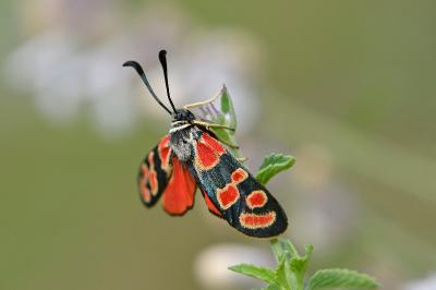 <i>Zygaena carniolica</i>