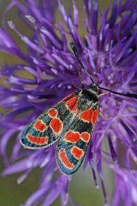 <i>Zygaena carniolica</i>