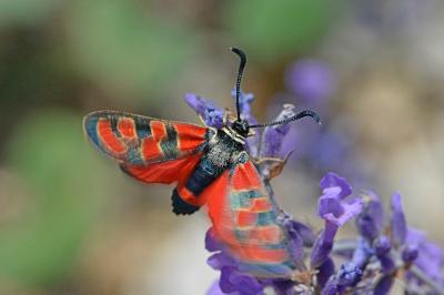 <i>Zygaena carniolica</i>