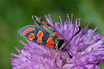 <i>Zygaena carniolica</i>