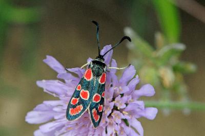 <i>Zygaena carniolica</i>