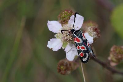 <i>Zygaena occitanica</i>