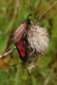 <i>Zygaena loti</i>