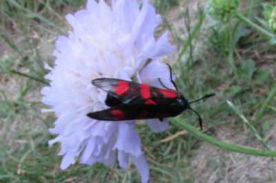 <i>Zygaena filipendulae</i>