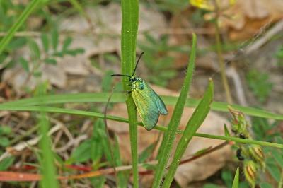 Adscita mannii