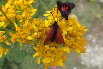 Zygaena purpuralis