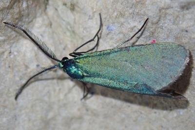 Jordanita globulariae