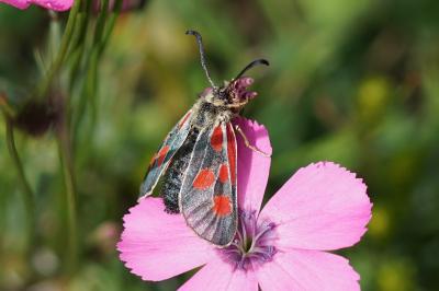 Zygaena exulans