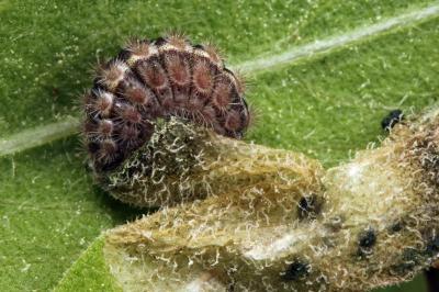 Jordanita globulariae