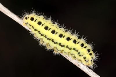 Zygaena transalpina