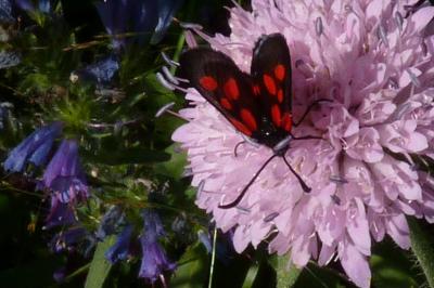 Zygaena viciae