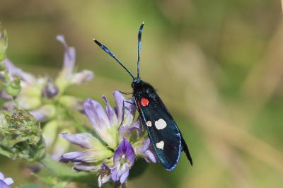 Zygaena ephialtes