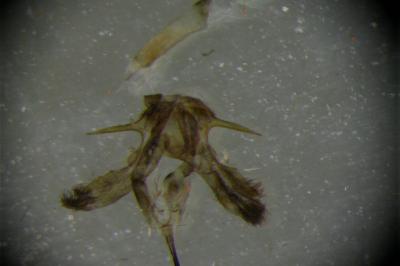 Jordanita globulariae
