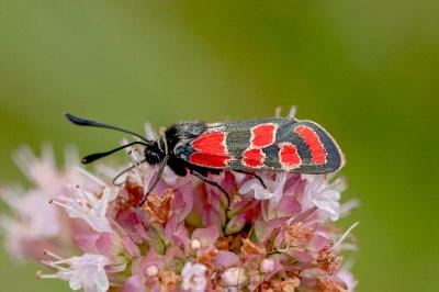Zygaena carniolica