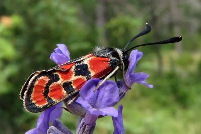 Zygaena carniolica
