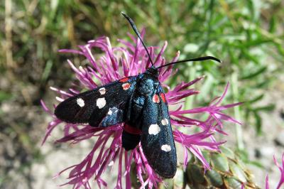 Zygaena ephialtes