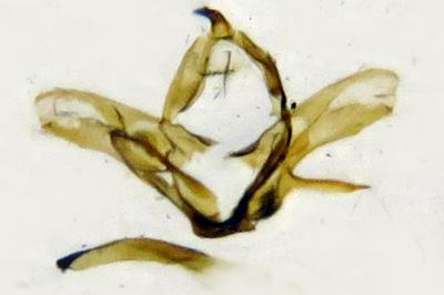 Jordanita globulariae
