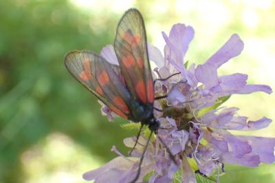 Zygaena viciae