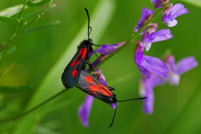 Zygaena romeo