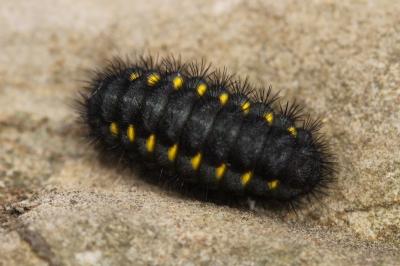 Zygaena exulans