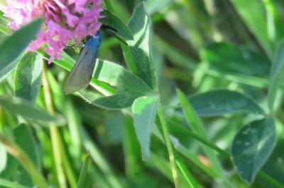 Jordanita globulariae