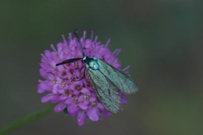 Adscita mannii
