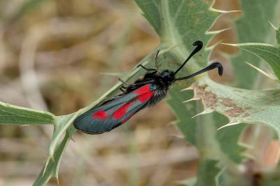 Zygaena sarpedon